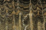 Polished Stromatolite (Greysonia) Slab - Bolivia #314666-1